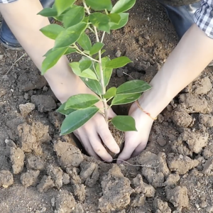 person planting a plant