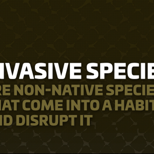 Text: Invasive species are non-native species that come into a habitat and disrupt it