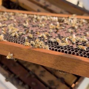 Close-up of honey bees working on a honeycomb frame inside a beehive, showing the active bee colony supported by DP World’s bee conservation initiative in Ecuador.