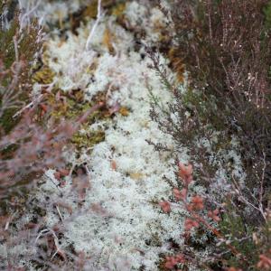 close up of ground cover foliage