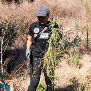 A volunteer from the LA Kings helps remove invasive plants.