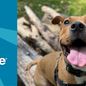 Subaru Share the love event logo, with a happy dog