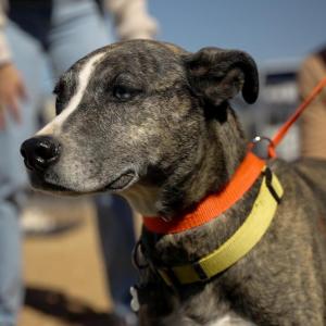 Dog outside being held on an orange leash
