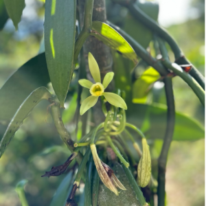 Vanilla plant