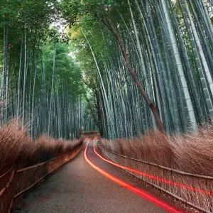 Bamboo forest