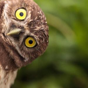 Owl looking sideways