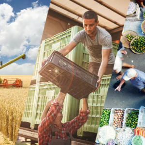 5 Images - Earth, wheat farming vehicle, farmers with shipping crates, a market, a sandwich on a plate