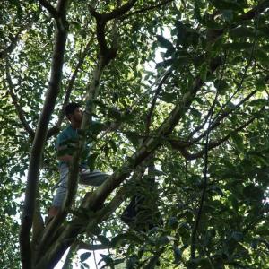 person high up in avocado tree