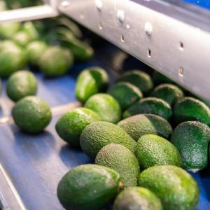 Avocados on a conveyor belt