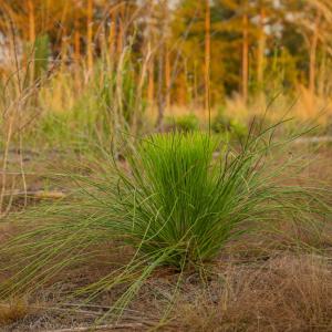 Longleaf seedling 