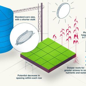 infographic of corn production