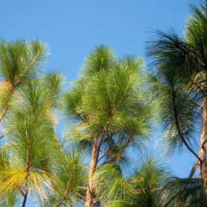 longleaf pine treetops