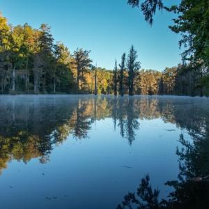 trees around a small lake