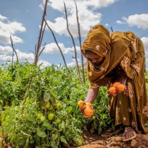 Climate-smart farming makes the cultivation of high-value crops like tomatoes possible.