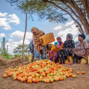Increasing tomato production is a top priority for all partners in the project.