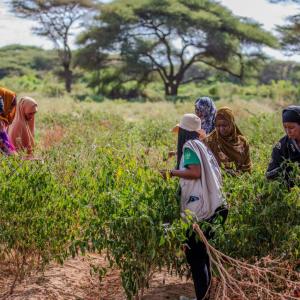 Drought-resistant crops boost diet diversity and fight hunger.