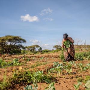 Shinda Yussuf, a member of the Habsa Women Group, tends to her crops.