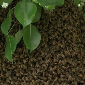 bee hive