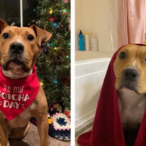 Side by side images of a dog, one with a bandana that says "It's my gotcha day" and another with a red towel hanging over the back of its head