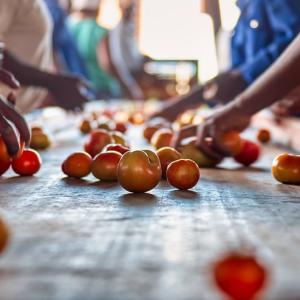 People sorting tomatoes on a conveyor belt