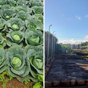 Two separate photo's of crops