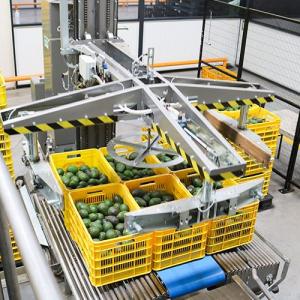 Avocados being processed