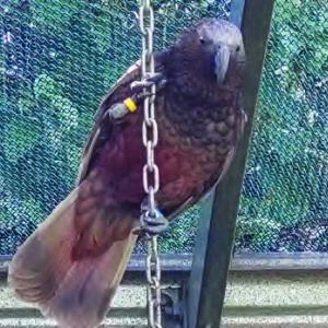 A bird perching on a chain