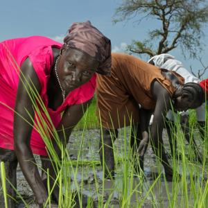 Nyaok Dieng, 34,  plants rice in the rice paddy in South Sudan.