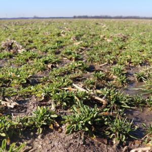 CoverCress growing in a field