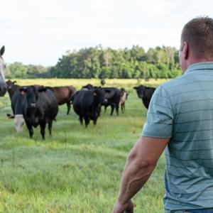 Slade Williams walking towards horses and cows in a grassy field