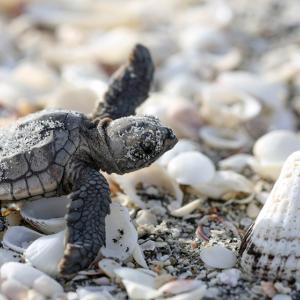 Turtle on a beach
