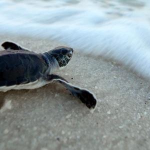 turtle hatchling