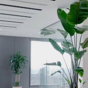 plants in an office