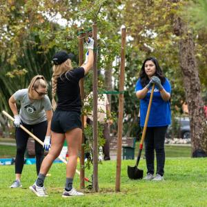 Volunteers working together to plant trees