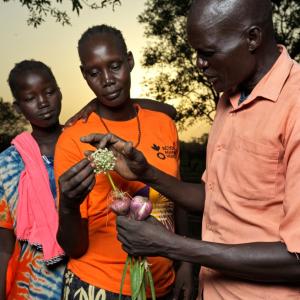 In South Sudan, we grew onions and other crops in flooded areas.