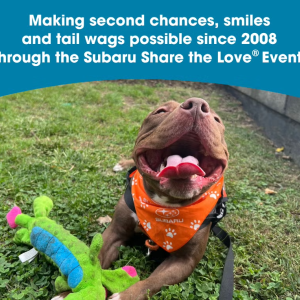 Photo of "smiling" dog with a toy, with text: "Making second chances, smiles and tail wags possible since 2008 through the Subaru Share the Love Event."