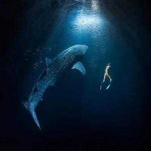 underwater shot of Gádor swimming next to a whale shark in a ray of sunlight