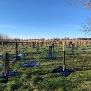 Tree planting project.