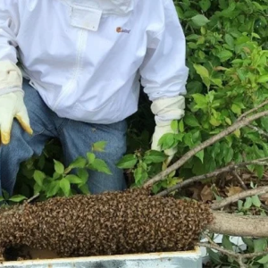 hive of bees under the eye of a beekeeper