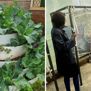 Two separate photo's, photo on the left is of crops, photo on the right is people looking at black soldier flies