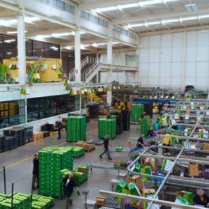 An avocado processing area