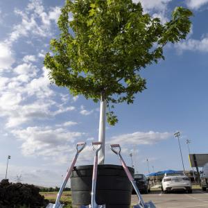 A tree with three shiny shovels leaning against it