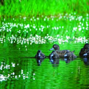 Ducks swimming in water