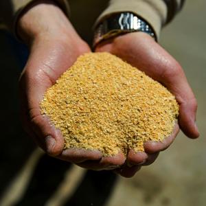 soy held in a person's hands