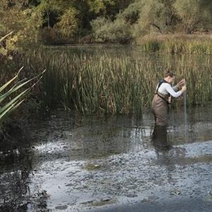 Person sampling a marsh