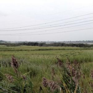 Power lines over wetlands