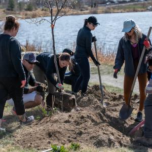 Arrow employees working together while planting trees on Earth Day 