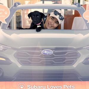Person and puppy behind a cardboard cutout of a car with "Subaru Loves Pets" at the bottom