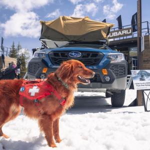 A dog in front of a Subaru vehicle, at a ski area