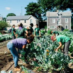 People working in a garden